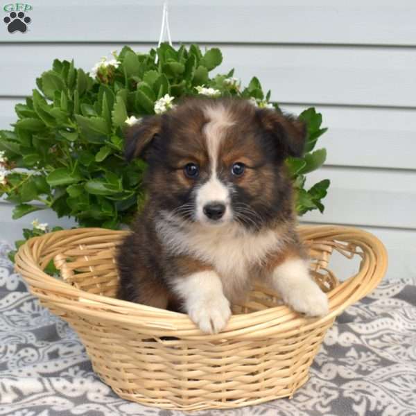Pretzel, Pomeranian Mix Puppy
