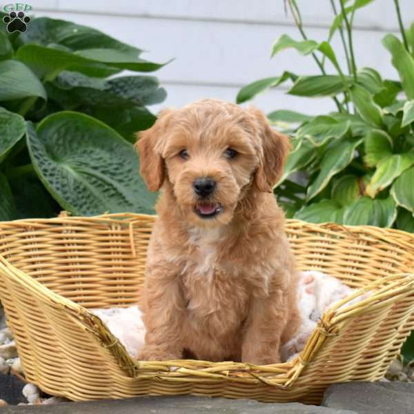 Pretzel, Mini Goldendoodle Puppy