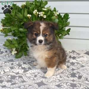 Pretzel, Pomeranian Mix Puppy