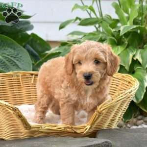 Pretzel, Mini Goldendoodle Puppy