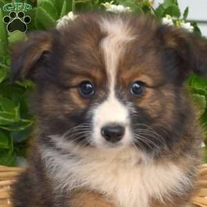 Pretzel, Pomeranian Mix Puppy