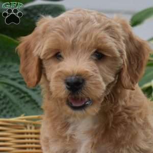 Pretzel, Mini Goldendoodle Puppy