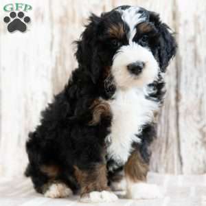 Prince, Mini Bernedoodle Puppy