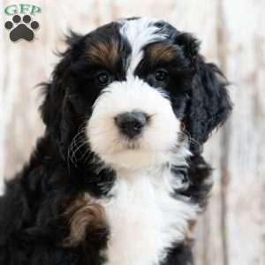 Prince, Mini Bernedoodle Puppy