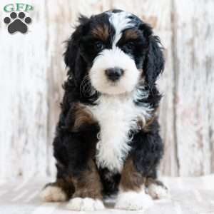 Prince, Mini Bernedoodle Puppy