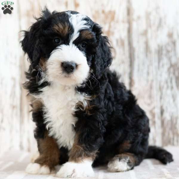 Prince, Mini Bernedoodle Puppy