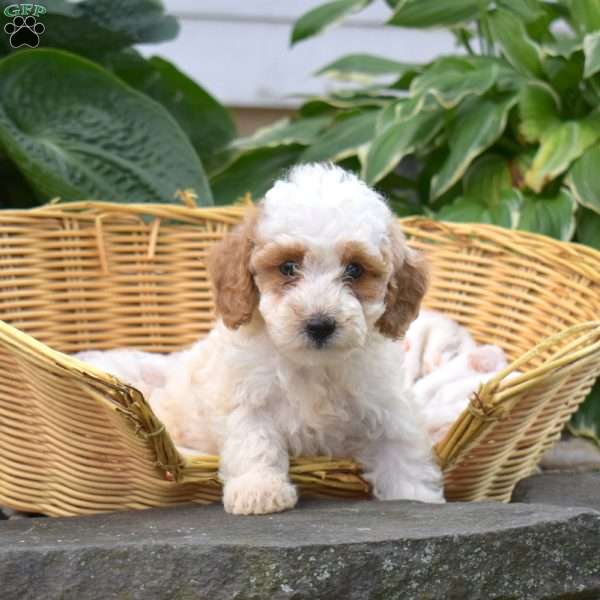 Princess, Mini Goldendoodle Puppy