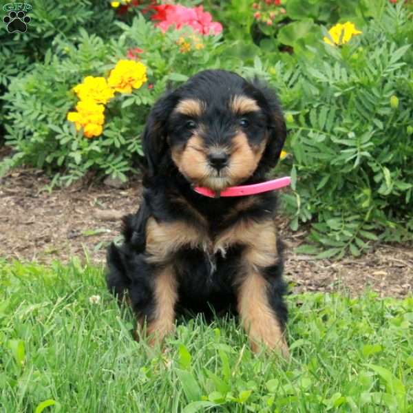 Princess, Mini Bernedoodle Puppy