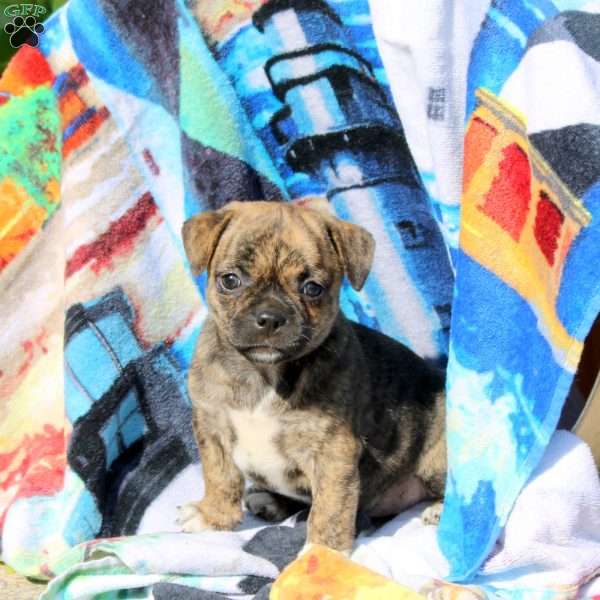 Princess, Jug Puppy