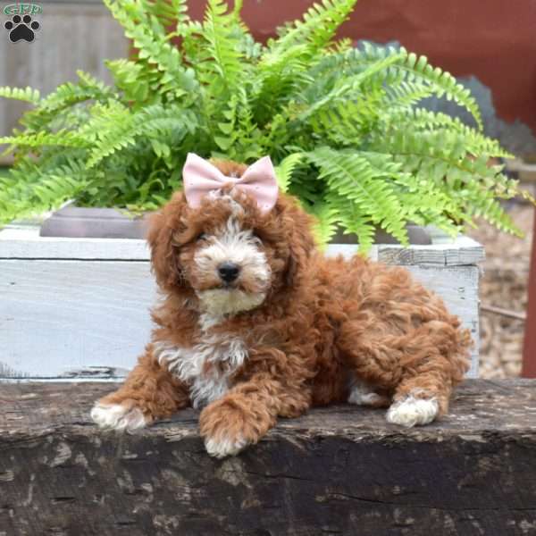 Princess, Forever Puppy