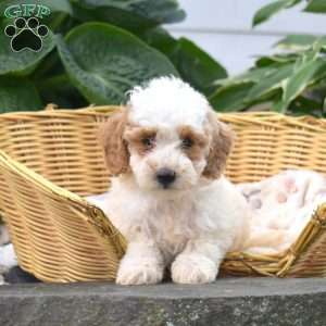 Princess, Mini Goldendoodle Puppy
