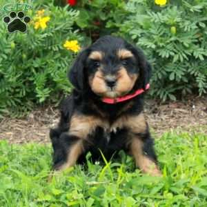 Princess, Mini Bernedoodle Puppy