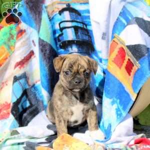 Princess, Jug Puppy
