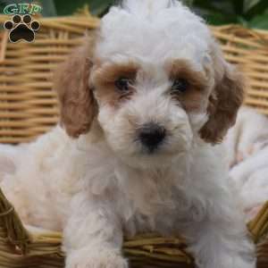 Princess, Mini Goldendoodle Puppy