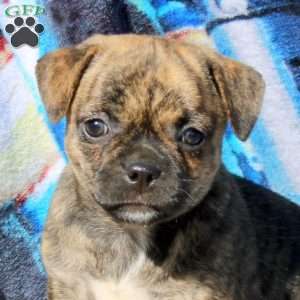 Princess, Jug Puppy