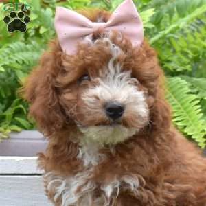 Princess, Forever Puppy