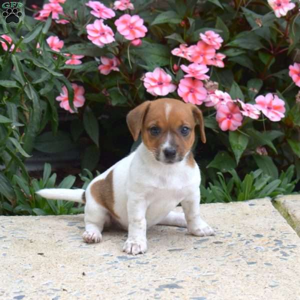 Pumpkin, Jack Russell Terrier Puppy