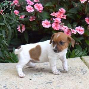Pumpkin, Jack Russell Terrier Puppy