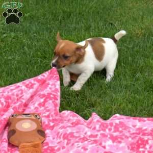 Pumpkin, Jack Russell Terrier Puppy