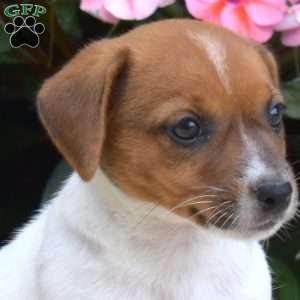 Pumpkin, Jack Russell Terrier Puppy