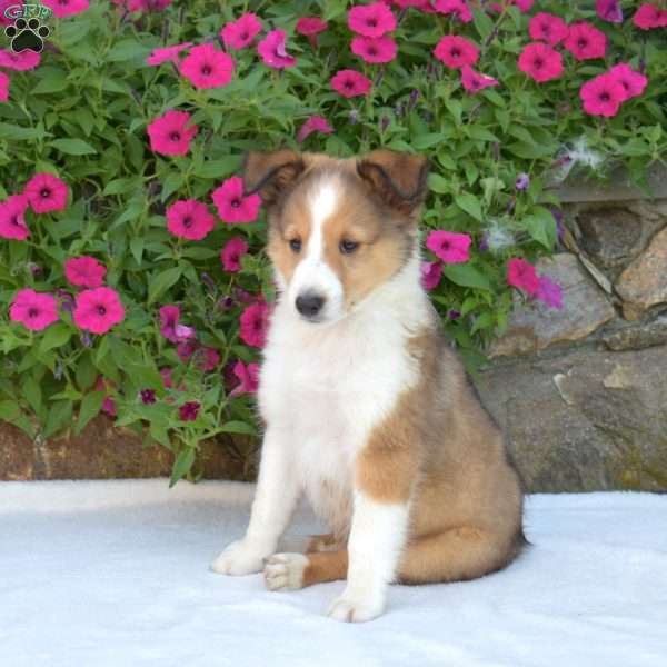 Pumpkin, Sheltie Puppy