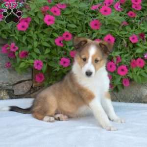 Pumpkin, Sheltie Puppy