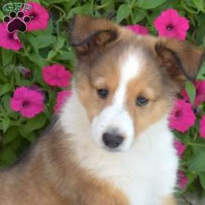 Pumpkin, Sheltie Puppy