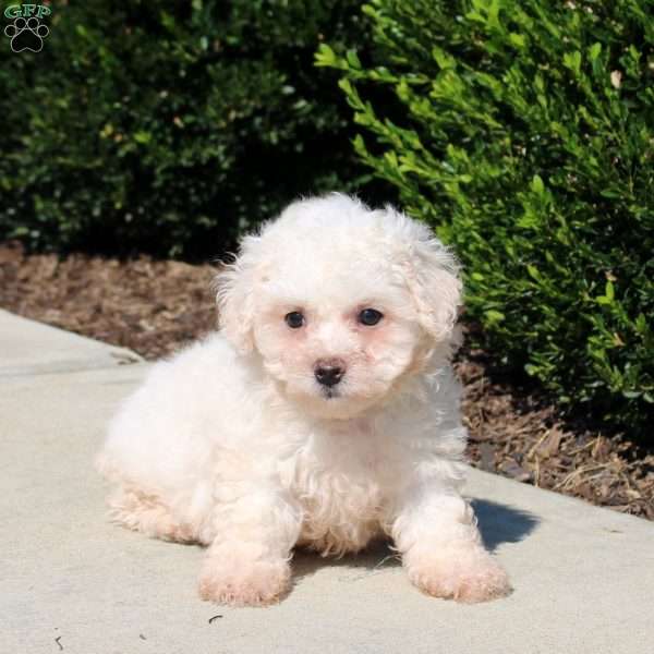 Queenie, Bichon Frise Puppy