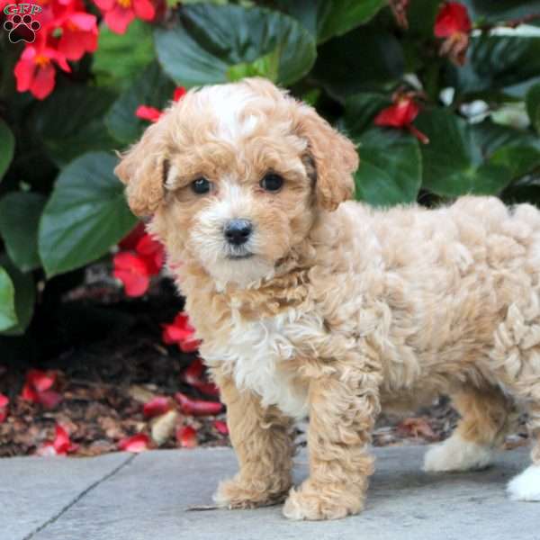 Queenie, Maltipoo Puppy