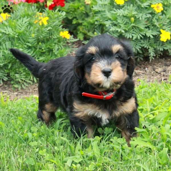 Queenie, Mini Bernedoodle Puppy
