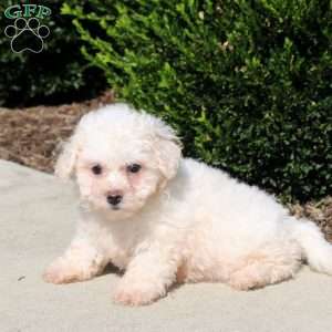 Queenie, Bichon Frise Puppy