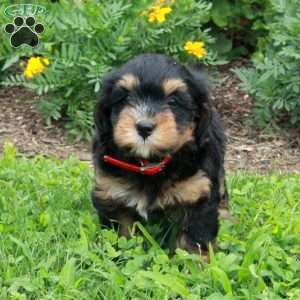 Queenie, Mini Bernedoodle Puppy