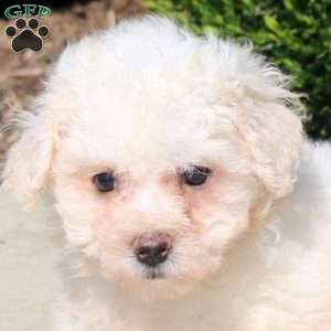 Queenie, Bichon Frise Puppy