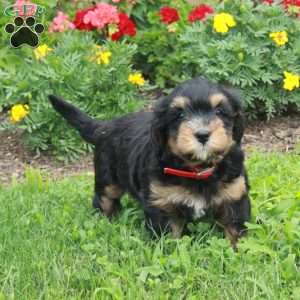 Queenie, Mini Bernedoodle Puppy