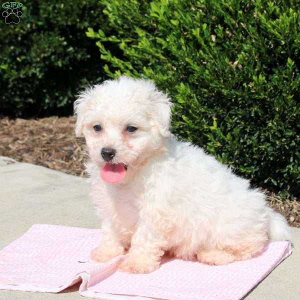 Quest, Bichon Frise Puppy