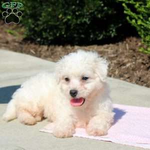 Quest, Bichon Frise Puppy