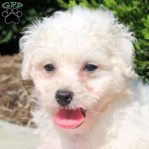 Quest, Bichon Frise Puppy