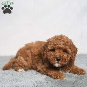 Quinn, Cavapoo Puppy