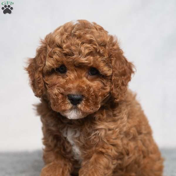 Quinn, Cavapoo Puppy