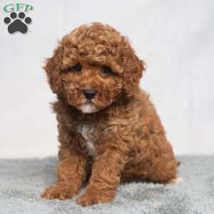 Quinn, Cavapoo Puppy