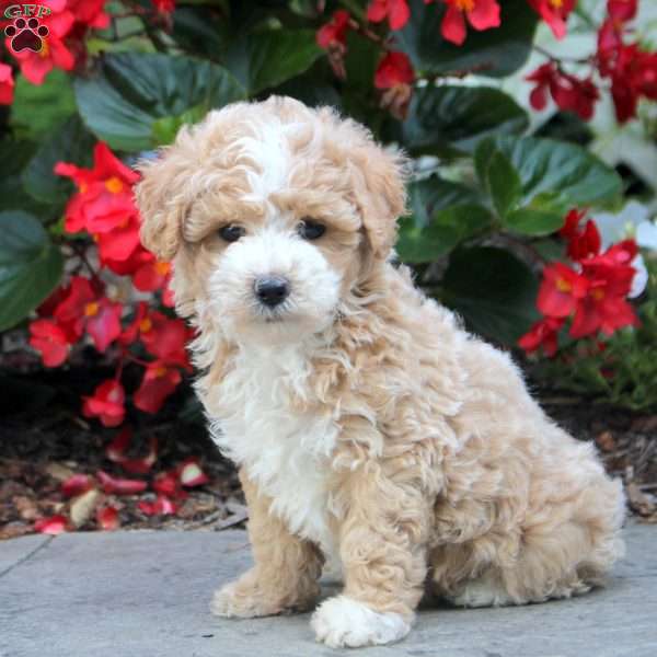 Quinn, Maltipoo Puppy