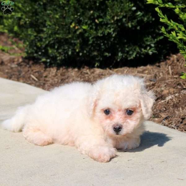 Quinn, Bichon Frise Puppy