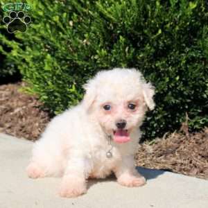 Quinn, Bichon Frise Puppy