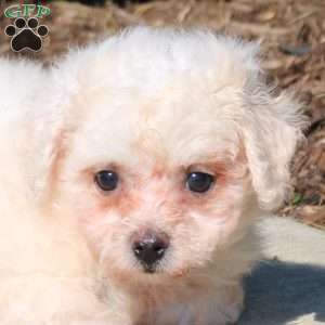 Quinn, Bichon Frise Puppy