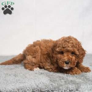 Quinn, Cavapoo Puppy