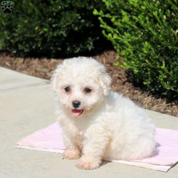 Quinta, Bichon Frise Puppy