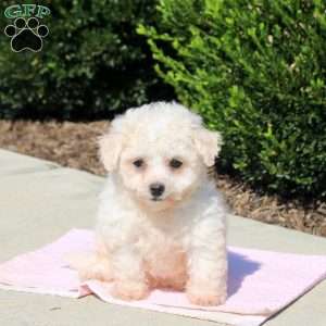 Quinta, Bichon Frise Puppy