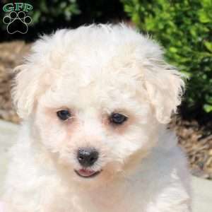 Quinta, Bichon Frise Puppy