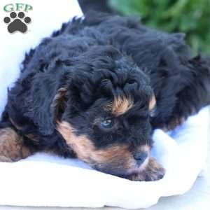 Heidi, Havapoo Puppy