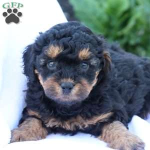 Heidi, Havapoo Puppy